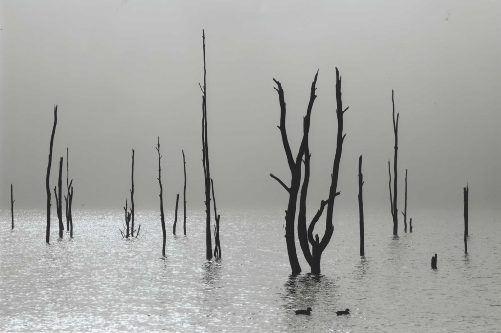 Thin dead tree trunks rise up from the water. Two ducks swim past.