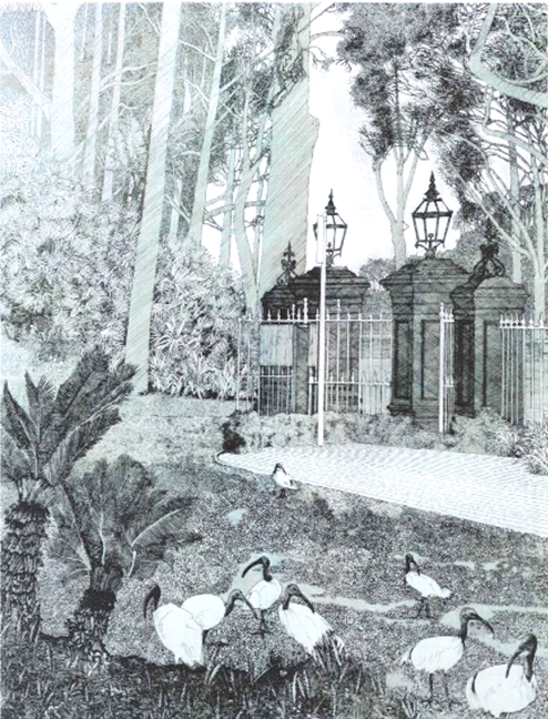 This detailed black and white drawing shows a congregation of ibis in the foreground beside exotic bushes. The midground is a paved path to a wrought iron fence and gate in front of nineteenth century brick walls which are an entrance to the Adelaide Botanic Gardens. In the background are trunks of tall gum trees.